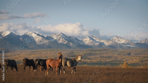 Beautiful steppe autumn landscape with wild horses in the field. A herd of different horses is grazing in a dry meadow near mighty snow-capped mountains. Mountain range of Mongolia