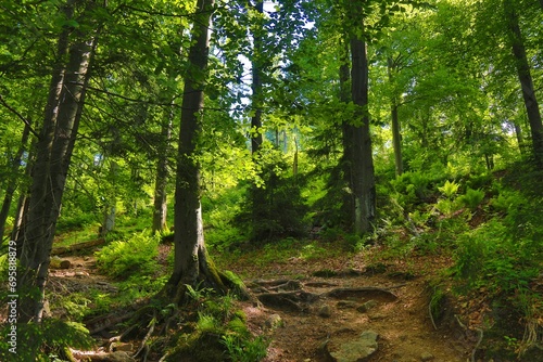 Fototapeta Naklejka Na Ścianę i Meble -  Forest trail in Beskid Slaski, Poland