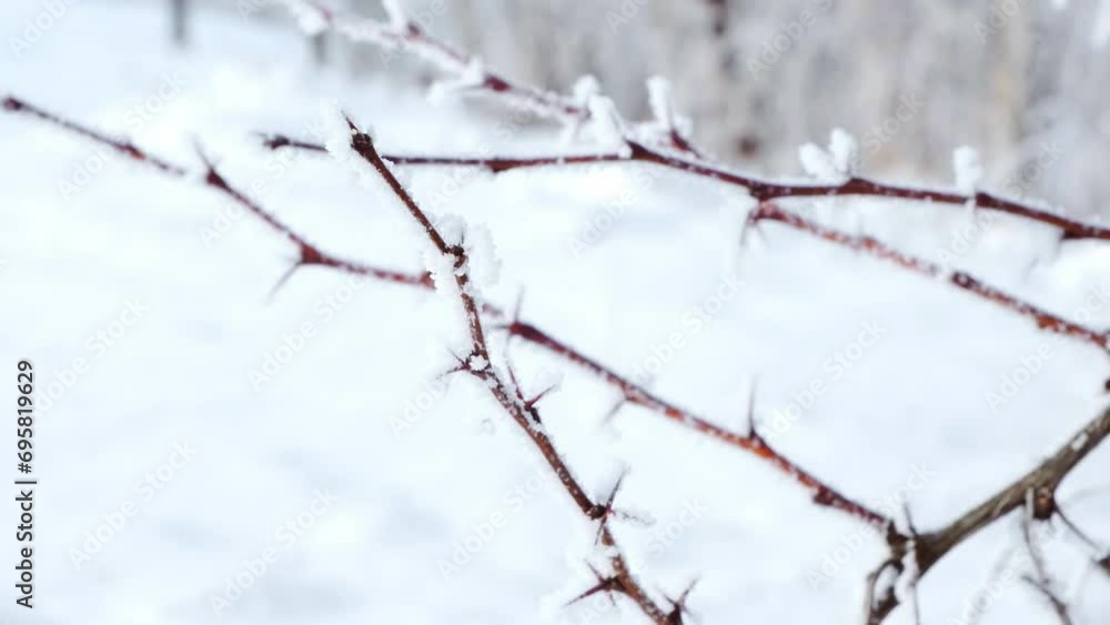 Branch with sharp thorns . Winter season. Natural background with copy space. Snowy outdoors. Concept of protection. Clean nature. Nobody. Branch with sharp thorns . Winter season. Natural background with copy space. Snowy outdoors. Concept of protection. Clean nature. Nobody.