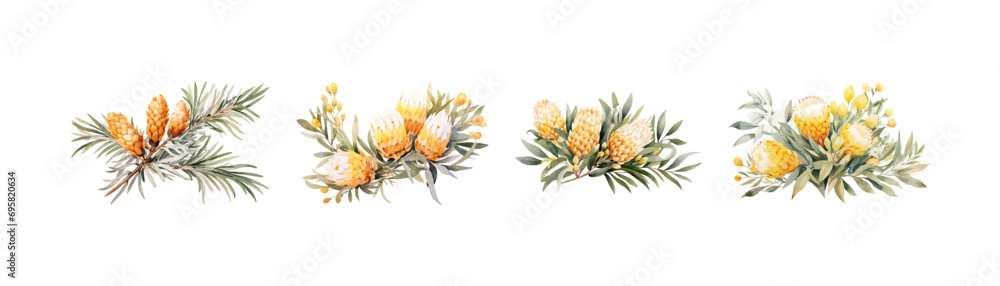 Watercolor banksia clipart for graphic resources. Vector illustration design. - obrazy, fototapety, plakaty 