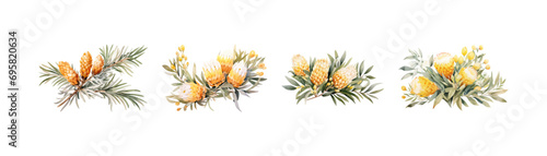 Watercolor banksia clipart for graphic resources. Vector illustration design.