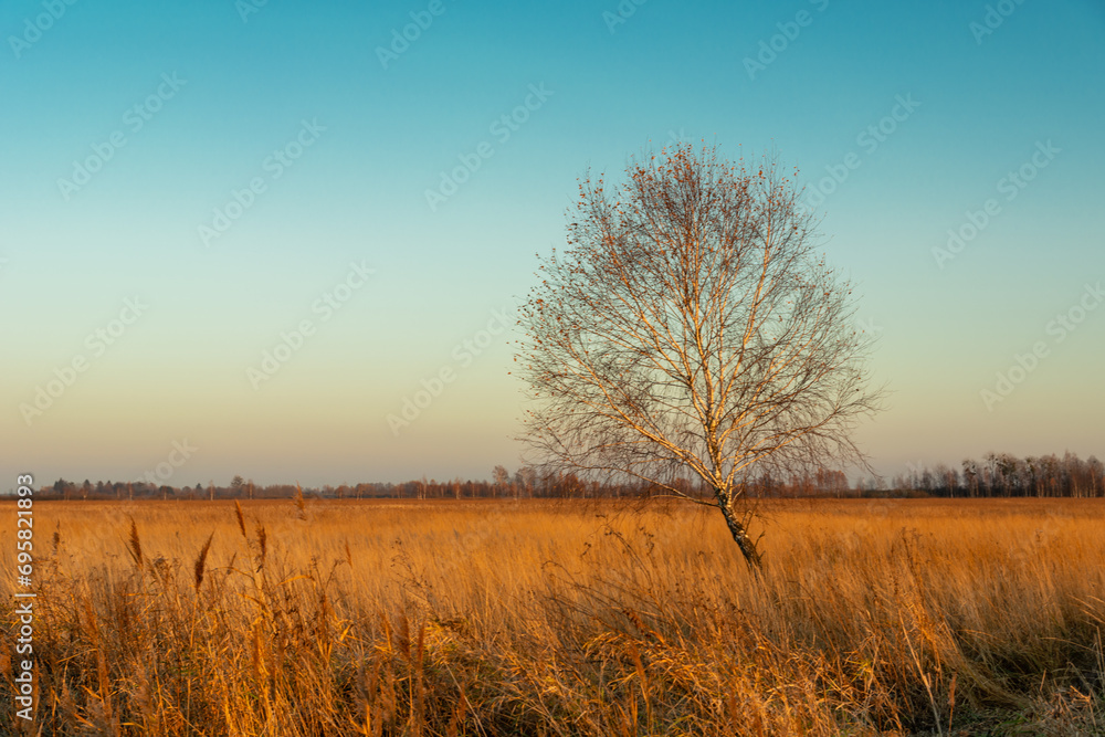 Lonely birch without leaves and dry grass on a meadow illuminated by the light of the setting sun, October day