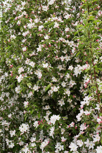 Twigs with pink apple flowers blooming on a spring day