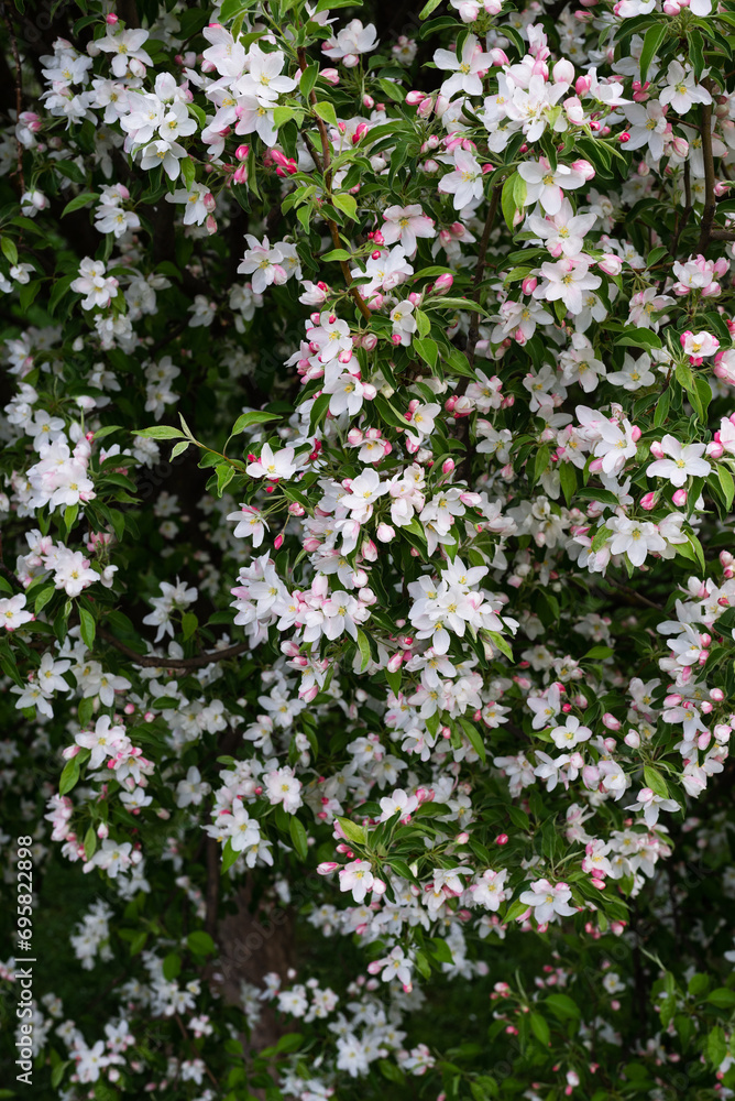 Background with blooming apple trees close-up on a spring day Background with blooming apple trees close-up on a spring day