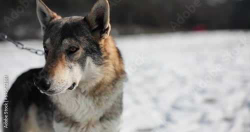 Timber wolf or dog in snow on chain. Illegal capture of animals photo