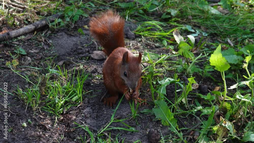 squirrel eats nuts in the park in summer squirrel eats nuts in the park in summer