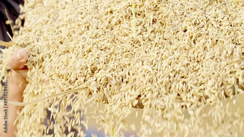 Closeup, manual winnowing or sifting of rice to remove chaff after harvest