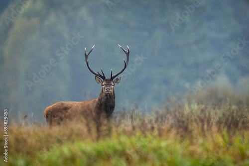 Deer male buck ( Cervus elaphus ) during rut © szczepank