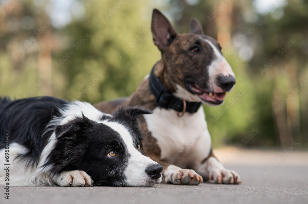 Black and white border collie and brindle bull terrier lie side by side on a walk. Black and white border collie and brindle bull terrier lie side by side on a walk.