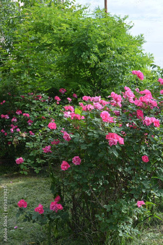 Street flowers growing near the roadway. Beautiful and bright large bushes of real pink, delicate rose, landscape and beauty.