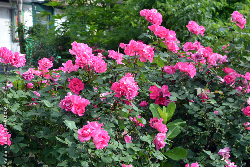 Street flowers growing near the roadway. Beautiful and bright large bushes of real pink, delicate rose, landscape and beauty.