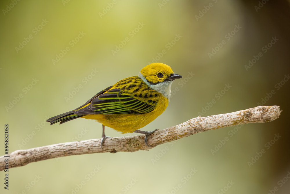 Silver-throated tanager perched on a branch and isolated against a natural background