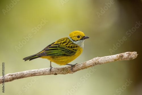 Silver-throated tanager perched on a branch and isolated against a natural background