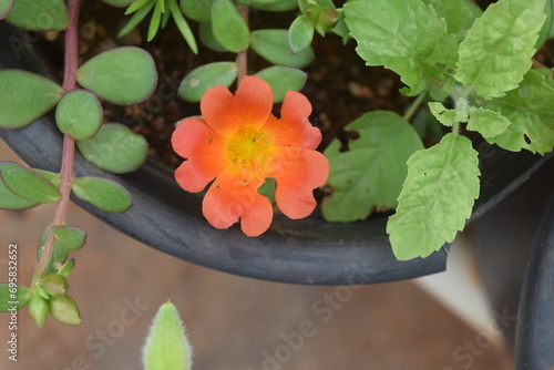 Photos in Home gardening  