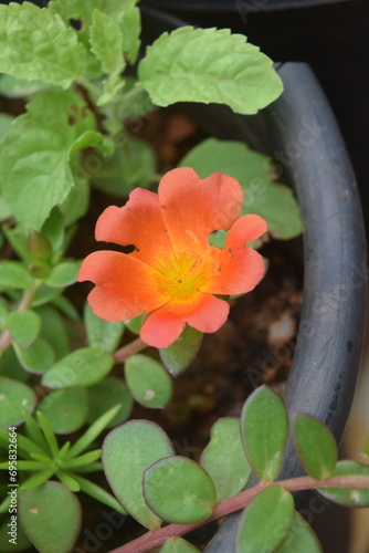 Photos in Home gardening  