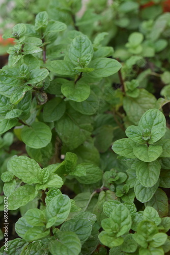 Photos in Home gardening  