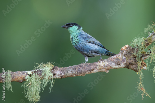 Black-capped tanager perched on a branch and isolated against a neutral background