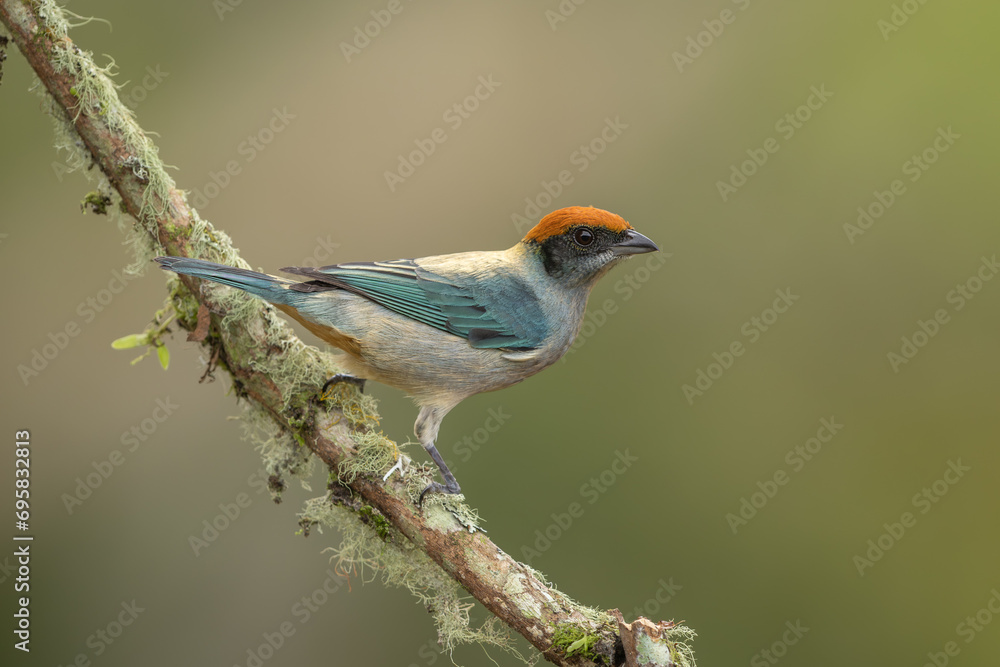 Scrub Tanager perched on a branch and isolated against a natural background Scrub Tanager perched on a branch and isolated against a natural background