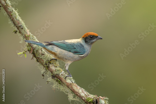 Scrub Tanager perched on a branch and isolated against a natural background