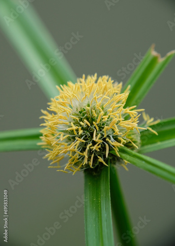 Closeup of the Kyllinga Weed or Shortleaf Spikesedge (Kyllinga Brevifolia), wild plant at the garden. photo
