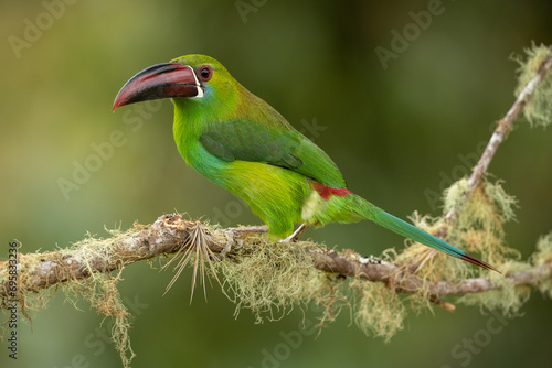Crimson-rumped Toucanet in natural habitat perched on a branch