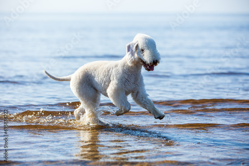 Portrait of a young cheerful Bedlington Terrier on a summer day running through sea water on the coast