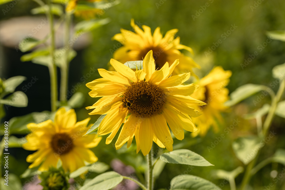 Yellow sunflower in the sunset light. Close-up. Sunflower, close-up. Yellow big flower. Yellow sunflower in the sunset light. Close-up. Sunflower, close-up. Yellow big flower.