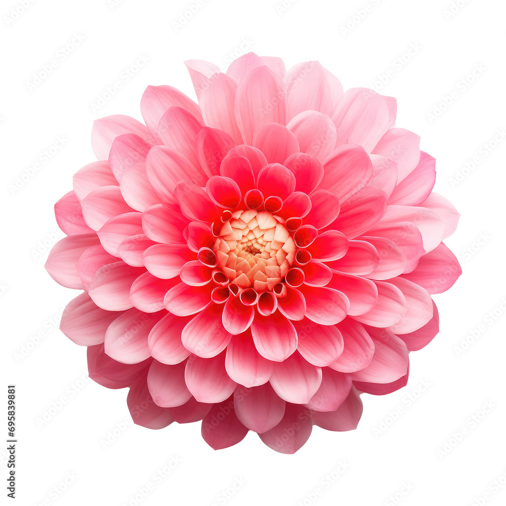 Beautiful flowers isolated on white Beautiful flowers isolated on white