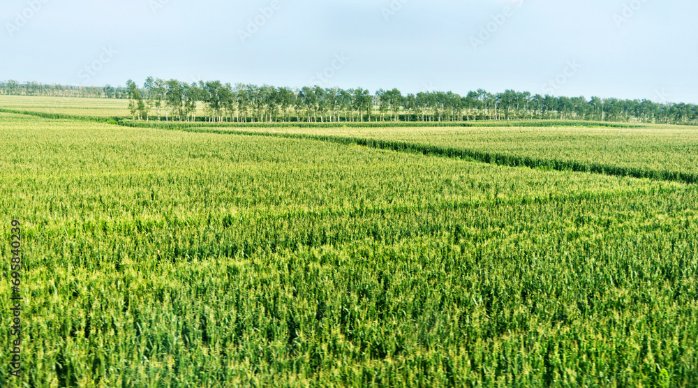 High angle view of organic corn field at agriculture farm High angle view of organic corn field at agriculture farm