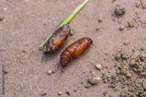 Pupa moth from the family owlet moths Noctuidae photo