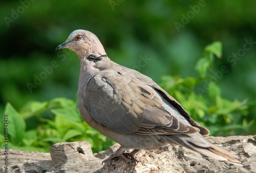 The red-eyed dove is a common resident in urban gardens in South Africa