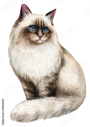 Cat isolated white background. Animal watercolor illustration. Cute pet hand drawn, Watercolor painting Ragdoll cat 