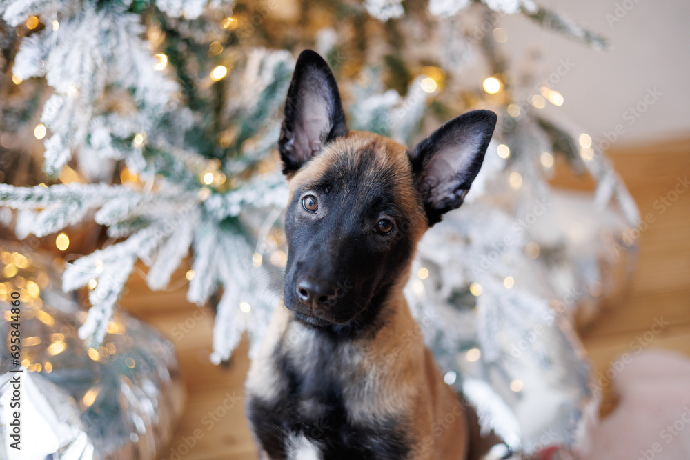 Cute Belgian shepherd puppy sitting near a Christmas tree. New Year present Cute Belgian shepherd puppy sitting near a Christmas tree. New Year present