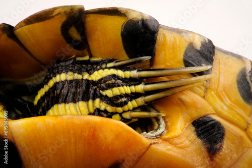lange Krallen einer männlichen Gelbwangen-Schmuckschildkröte // Long claws of a male Yellow-bellied slider (Trachemys scripta scripta)  photo