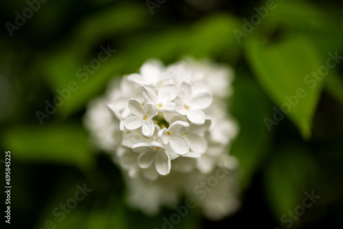 Petals of white lilac with yellow stamens close-up