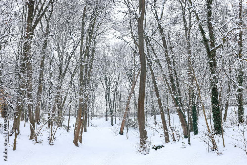 Trees covered with snow in winter park Trees covered with snow in winter park