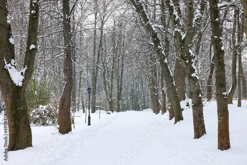 Trees covered with snow in winter park © New Africa