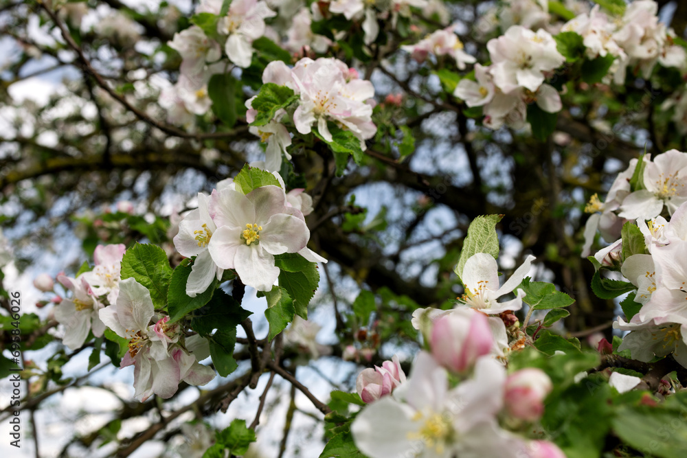 Pink and white flowers and apple buds in close-up Pink and white flowers and apple buds in close-up
