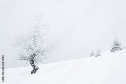 Beautiful tree covered with snow on winter day. Space for text