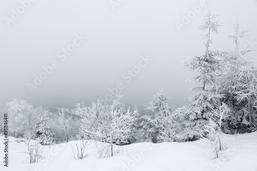 Picturesque view of trees covered with snow and fog in mountains
