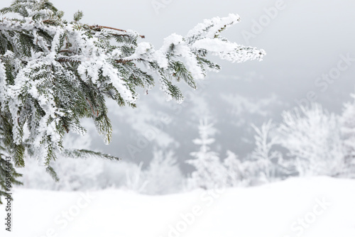 Fir branches covered with snow on winter day, closeup. Space for text © New Africa