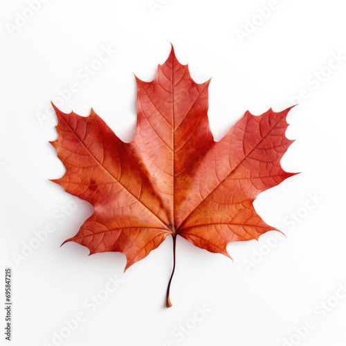 Maple Leaf on white background