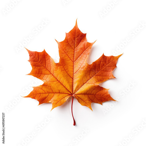 Maple Leaf on white background