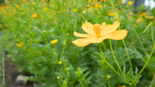 Yellow cosmos flowers are blooming