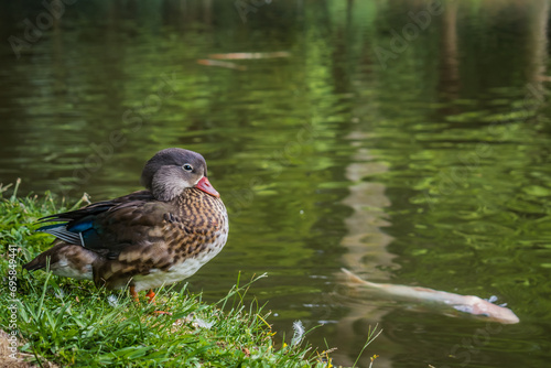 Female Mandarin Duck (Aix galericulata Lineu) in grass with moving green water and blurred carp swimming photo
