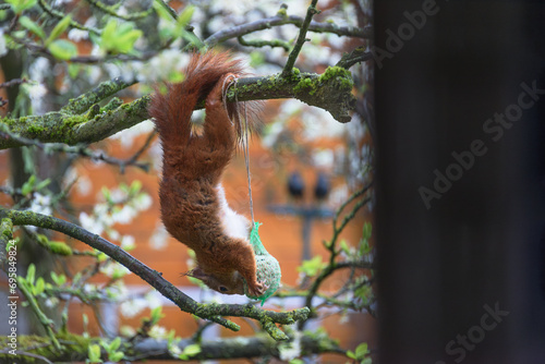 Red squirrel hanging upside down on a branch eating bird food in a plastic net in a city garden., 