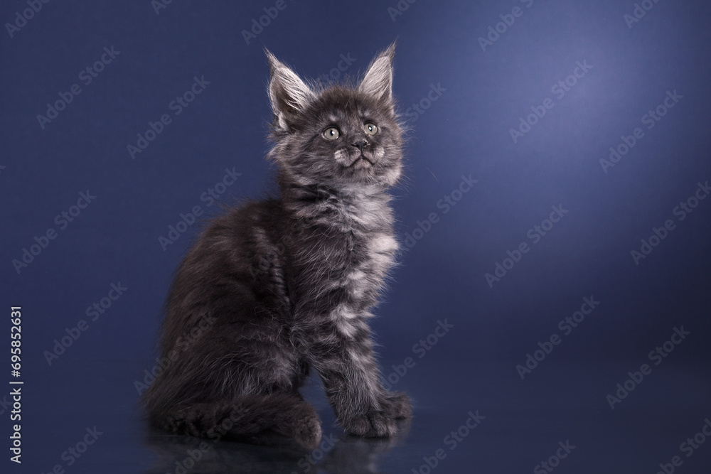A majestic Maine Coon with tufted ears gazes upward, its fur a contrast against the blue backdrop.