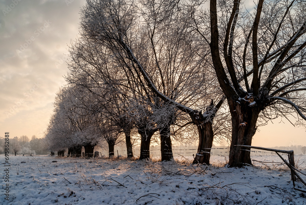 Zimowy pejzaż wierzbami, Podlasie, Polska