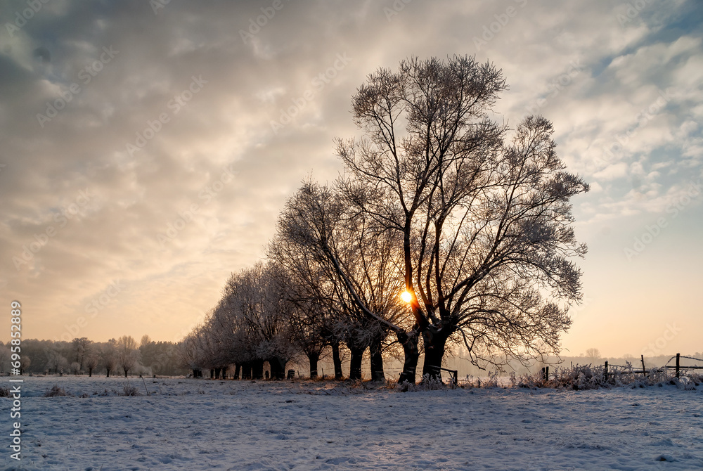 Zimowy pejzaż wierzbami, Podlasie, Polska