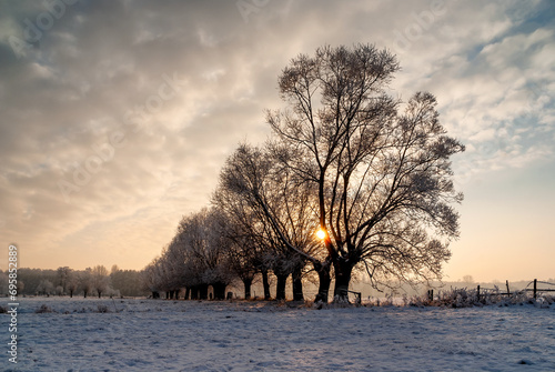 Zimowy pejzaż wierzbami, Podlasie, Polska